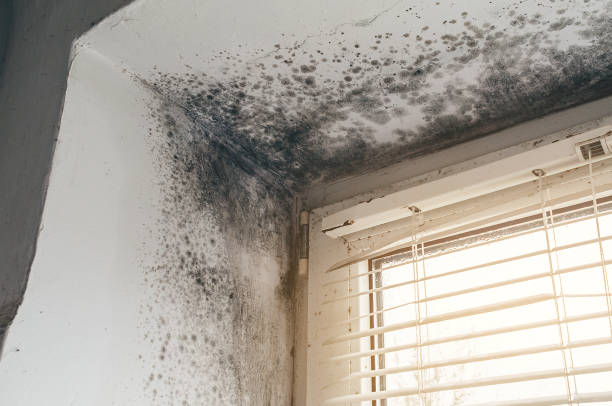 Affordable Black Mold Remediation solutions in Lakeside, VA